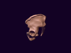 Human pelvis printable 3D प्रिंट मॉडल