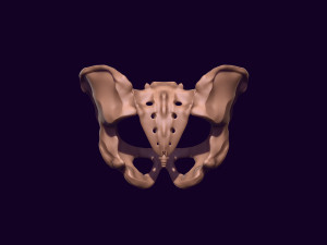 Human pelvis printable 3D प्रिंट मॉडल
