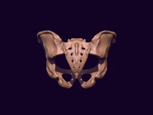 Human pelvis printable 3D Print Model