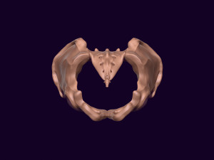 Human pelvis printable 3D प्रिंट मॉडल