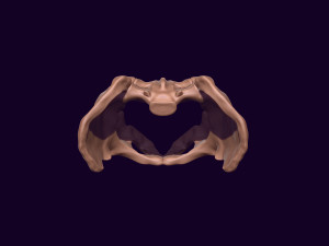 Human pelvis printable 3D प्रिंट मॉडल