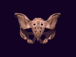 Human pelvis printable 3D प्रिंट मॉडल