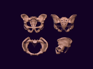 Human pelvis printable 3D प्रिंट मॉडल