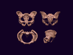 Human pelvis printable 3D Print Model