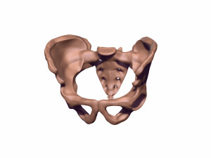 Human pelvis printable 3D प्रिंट मॉडल