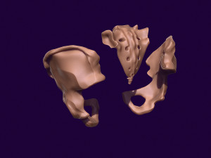 Human pelvis printable 3D प्रिंट मॉडल