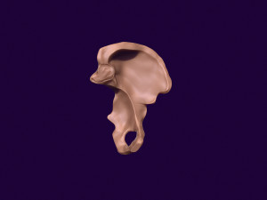 Human pelvis printable 3D प्रिंट मॉडल