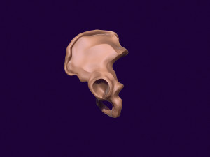 Human pelvis printable 3D प्रिंट मॉडल
