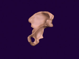 Human pelvis printable 3D प्रिंट मॉडल