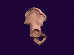 Human pelvis printable 3D प्रिंट मॉडल