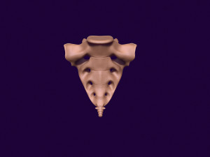 Human pelvis printable 3D प्रिंट मॉडल