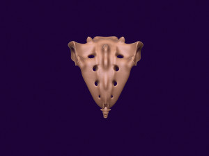 Human pelvis printable 3D प्रिंट मॉडल