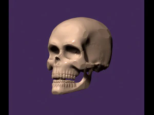 Human skull 3D Print Model