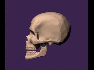 Human skull 3D Print Model