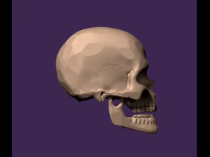 Human skull 3D Print Model