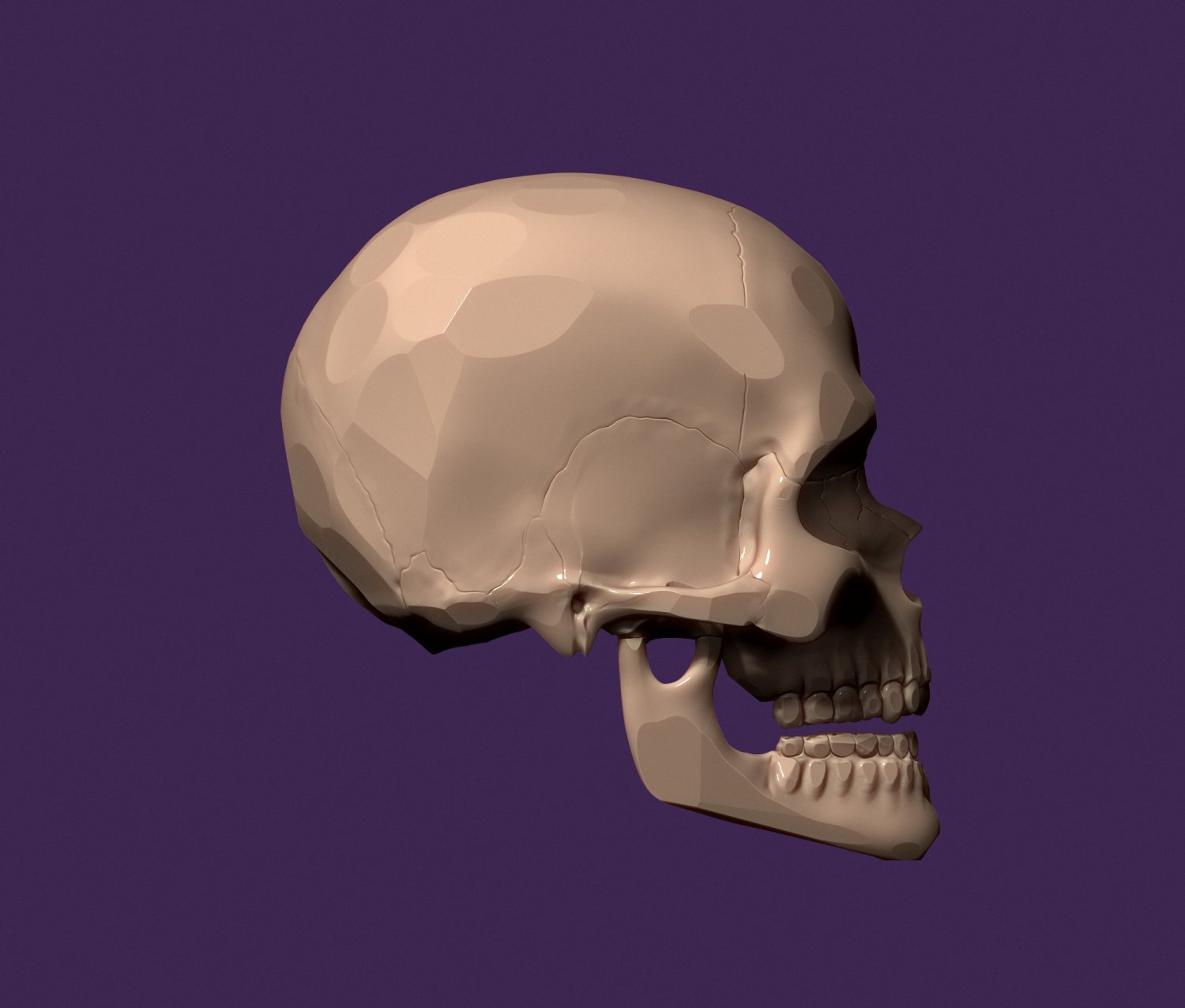 Skull 3d model