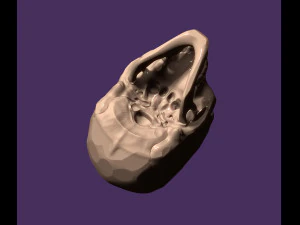 Human skull 3D Print Model