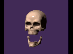 Human skull 3D Print Model