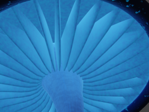 Glowingmushroom Modelo 3D