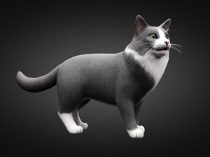 american cat Modelo 3D