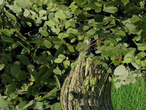 DETAILED Tree in the meadow blend obj fbx and stl 3Dモデル