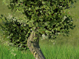 DETAILED Tree in the meadow blend obj fbx and stl 3Dモデル