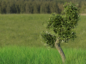 DETAILED Tree in the meadow blend obj fbx and stl 3Dモデル