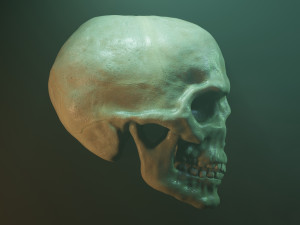 Human skull with fluorescence 3D Model