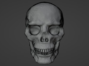 Human skull with fluorescence 3D Model