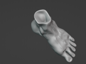 Foot Model 3D