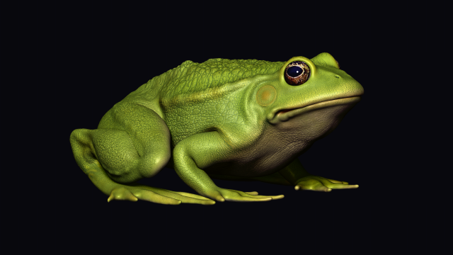 Frog model 3D 모델 .c4d .max .obj .3ds .fbx .stl .blend 