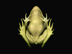 Frog model 3D 모델