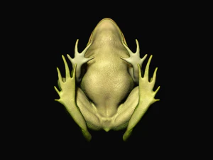 Frog model 3D Model