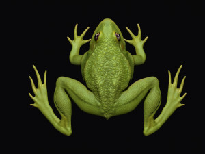 Frog model 3D 모델