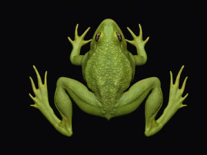 Frog model 3D Model