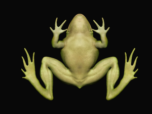 Frog model 3D 모델