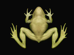 Frog model 3D Model