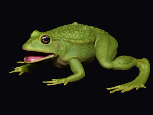Frog model 3D 모델