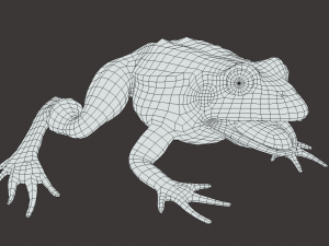 Frog model 3D 모델