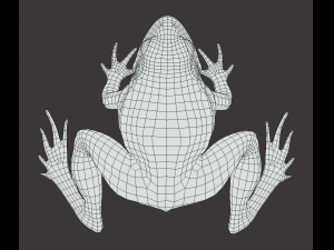 Frog model 3D 모델
