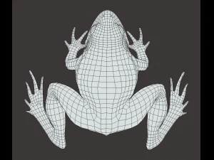 Frog model 3D Model