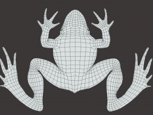 Frog model 3D 모델