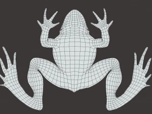 Frog model 3D Model