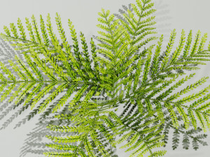 A small model of a low poly fern Hand drawn texture Set of 5 objects 3D 模型