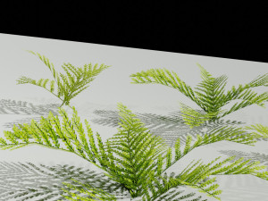 A small model of a low poly fern Hand drawn texture Set of 5 objects 3D 模型