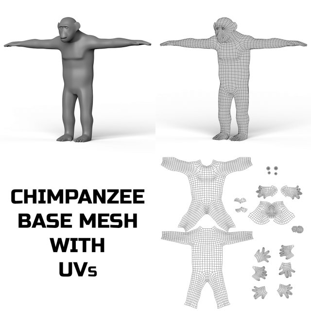 Chimpanzee Base Mesh 3D Model .c4d .max .obj .3ds .fbx .stl .blend 