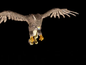 Griffin model 3D Model