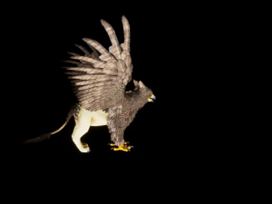 Griffin model 3D Model