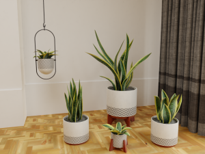 Snake Plants collection plants vol 01 3D Model