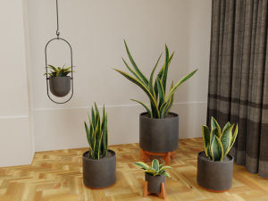 Snake Plants collection plants vol 01 3D Model